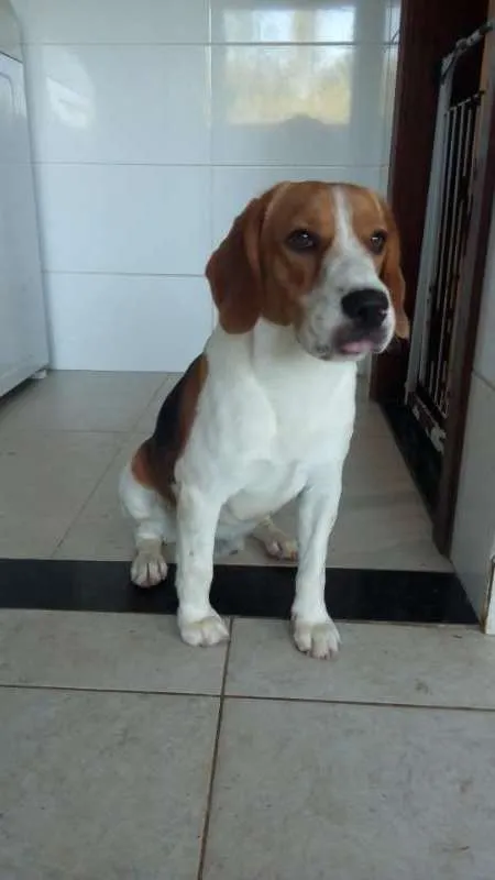 Cachorro raça Beagle idade 1 ano nome Charly
