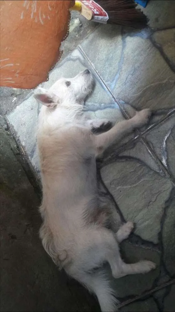 Cachorro ra a Vira lata idade 5 anos nome Branco