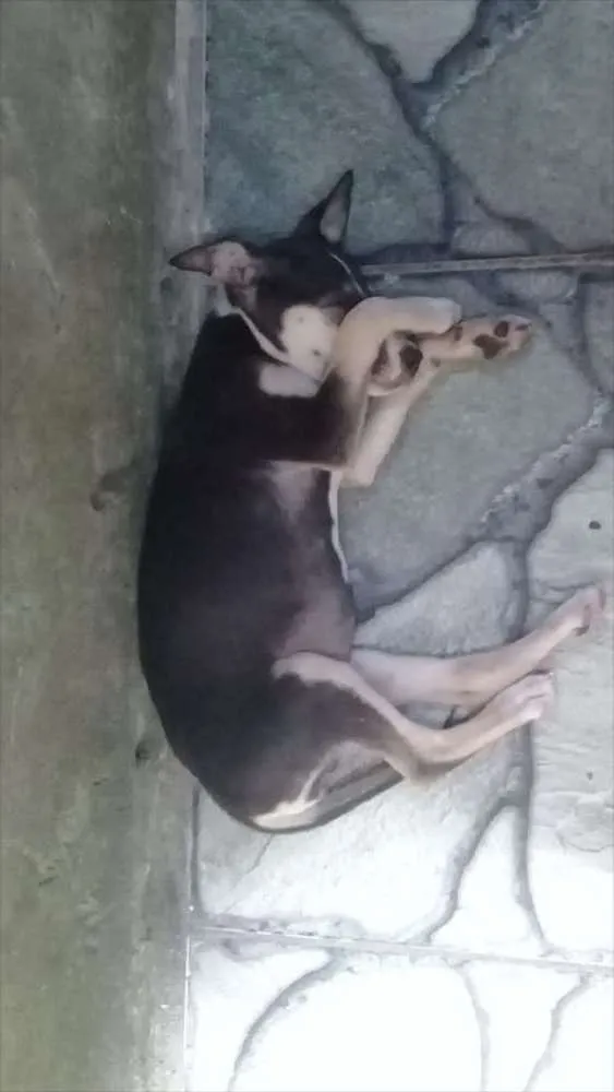 Cachorro ra a Vira lata idade 2 a 6 meses nome Pretinha