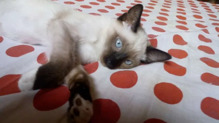 Gato ra a Várias idade 2 a 6 meses nome Gatinhos