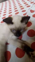 Gatinhos