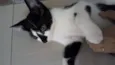 Gatinhos
