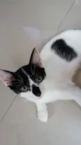 Gatinhos