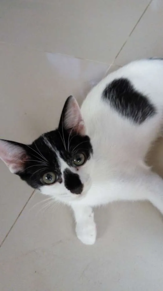 Gato ra a Várias idade 2 a 6 meses nome Gatinhos