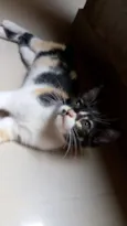 Gatinhos