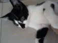Gatinhos