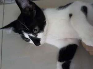 Gato raça Várias idade 2 a 6 meses nome Gatinhos