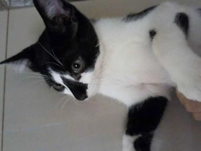 Gato ra a Várias idade 2 a 6 meses nome Gatinhos