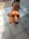 Akira