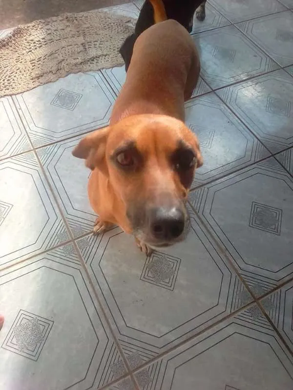Cachorro ra a srd idade 1 ano nome Akira
