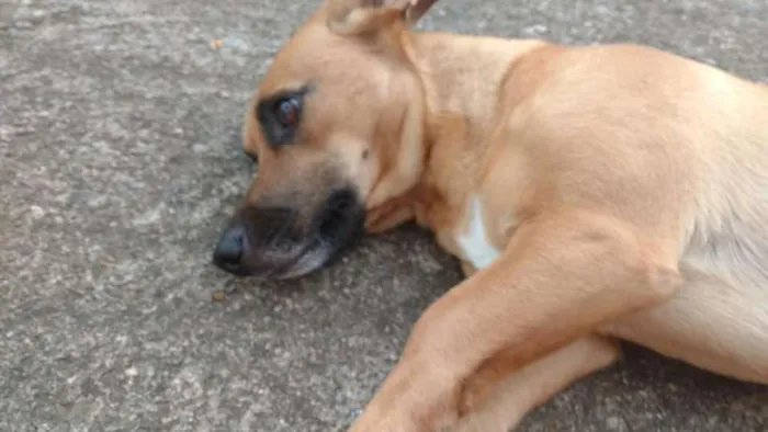 Cachorro ra a srd idade 1 ano nome Akira