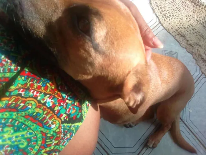 Cachorro ra a srd idade 1 ano nome Akira