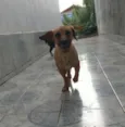 Akira