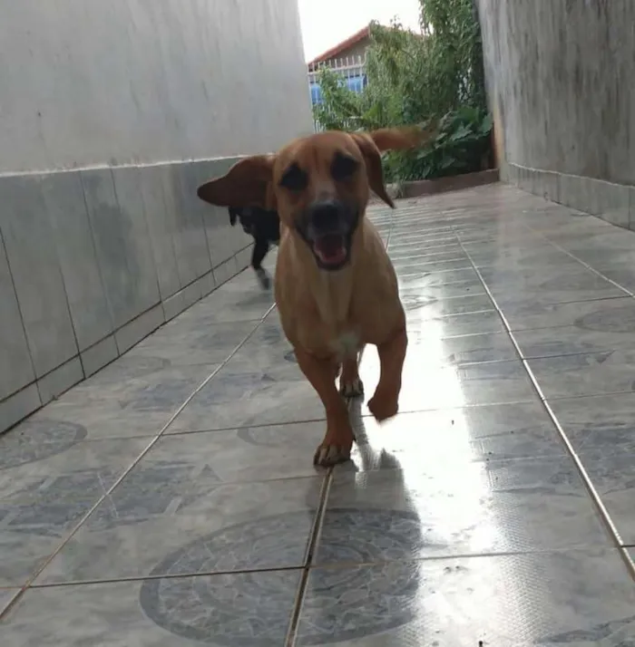 Cachorro ra a srd idade 1 ano nome Akira