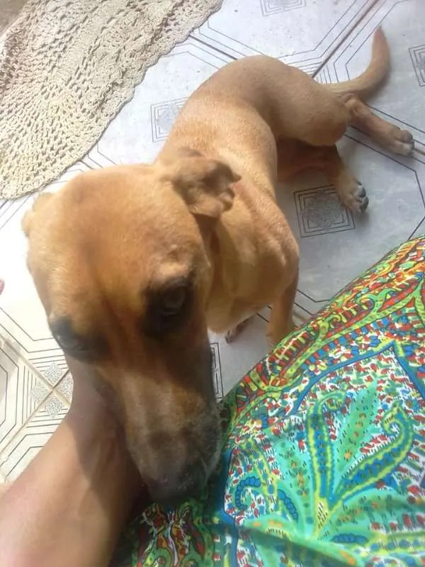 Cachorro ra a srd idade 1 ano nome Akira