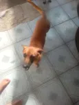 Akira