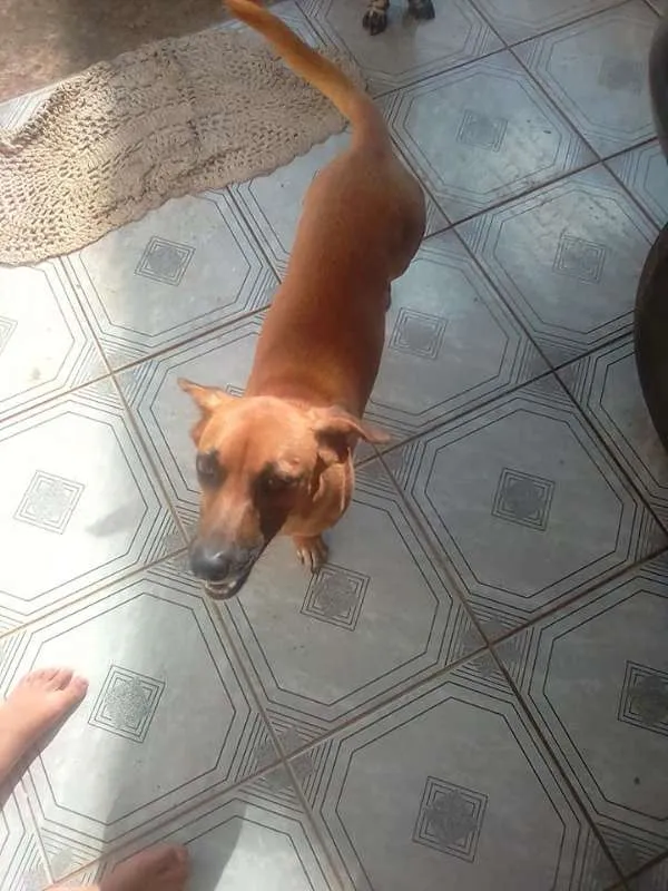 Cachorro ra a srd idade 1 ano nome Akira