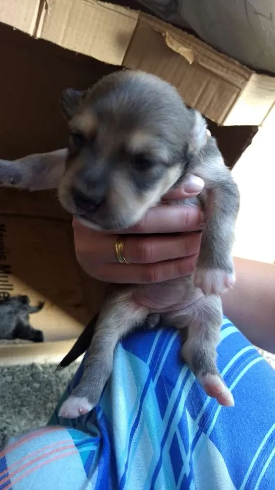 Cachorro raça Não sei idade Abaixo de 2 meses nome Filhote