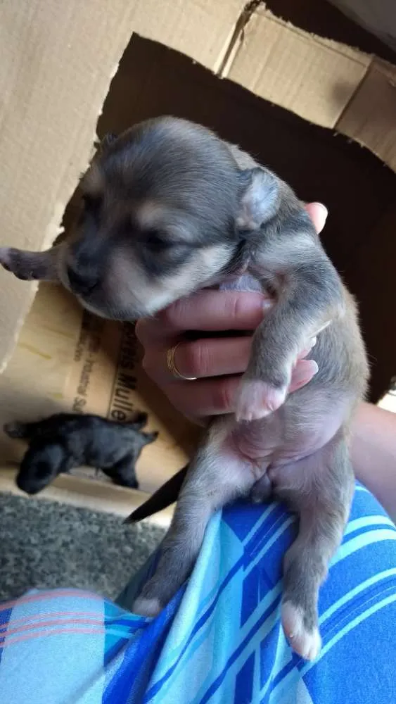 Cachorro raça Não sei idade Abaixo de 2 meses nome Filhote
