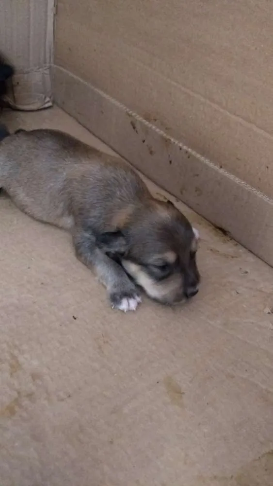 Cachorro raça Não sei idade Abaixo de 2 meses nome Filhote