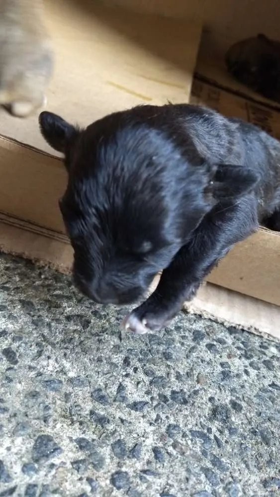 Cachorro raça Não sei idade Abaixo de 2 meses nome Filhote
