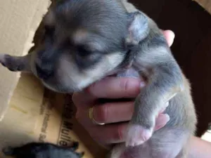 Cachorro raça Não sei idade Abaixo de 2 meses nome Filhote
