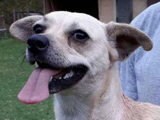 Cachorro ra a SRD idade 7 a 11 meses nome Milena