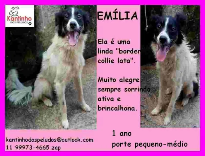 Cachorro ra a  idade 1 ano nome Emilia Pequena