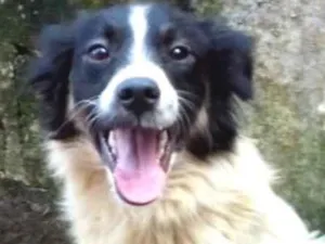 Cachorro raça  idade 1 ano nome Emilia Pequena