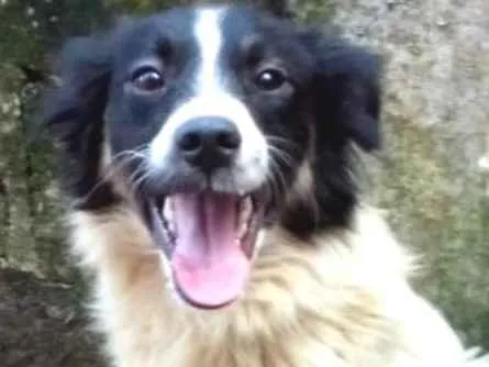Cachorro ra a  idade 1 ano nome Emilia Pequena