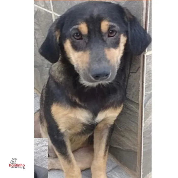 Cachorro ra a  idade 1 ano nome Carlinhos Pequeno