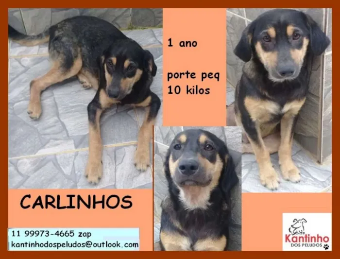 Cachorro ra a  idade 1 ano nome Carlinhos Pequeno