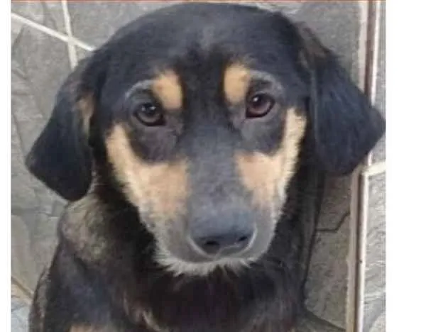 Cachorro ra a  idade 1 ano nome Carlinhos Pequeno