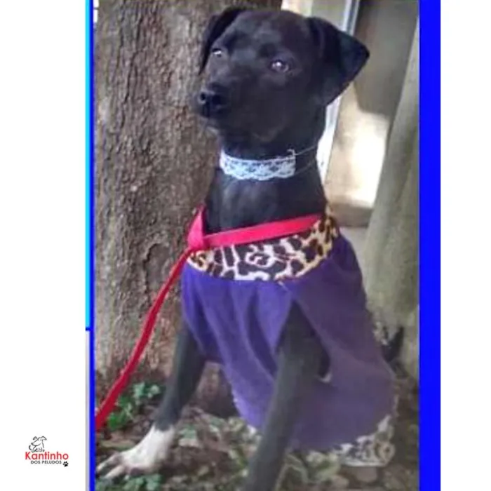 Cachorro ra a  idade 1 ano nome Evita Pequena