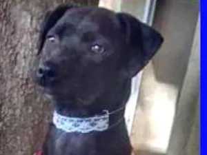 Cachorro raça  idade 1 ano nome Evita Pequena