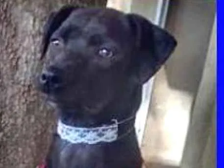 Cachorro ra a  idade 1 ano nome Evita Pequena