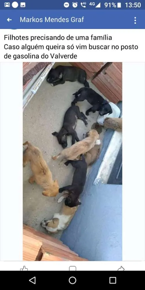 Cachorro ra a Vira lata  idade 2 a 6 meses nome Sem nomes