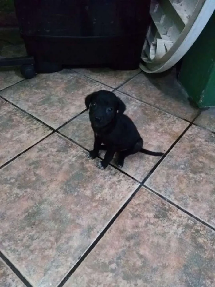 Cachorro ra a Não definida idade 2 a 6 meses nome Sem nome