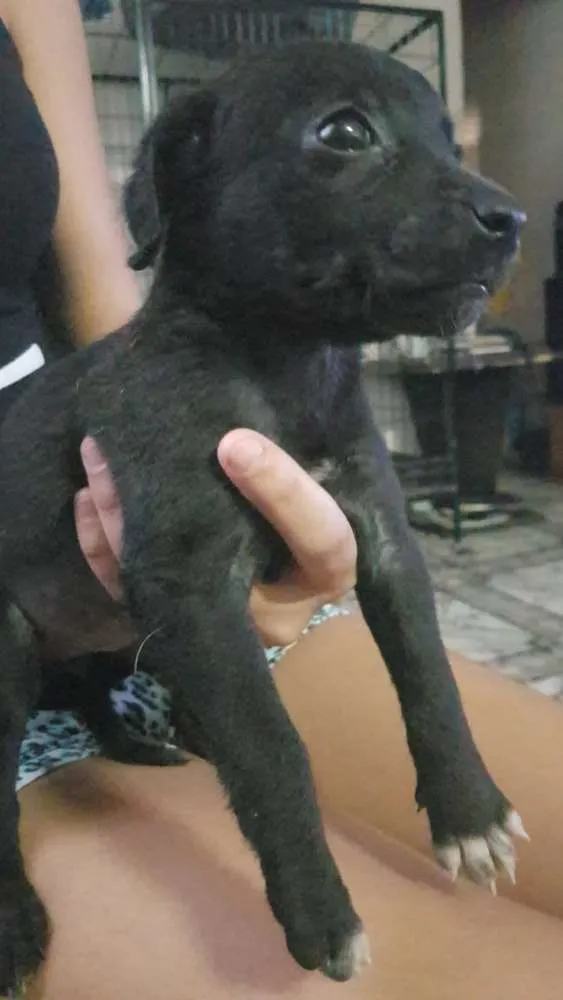 Cachorro ra a Não definida idade 2 a 6 meses nome Sem nome
