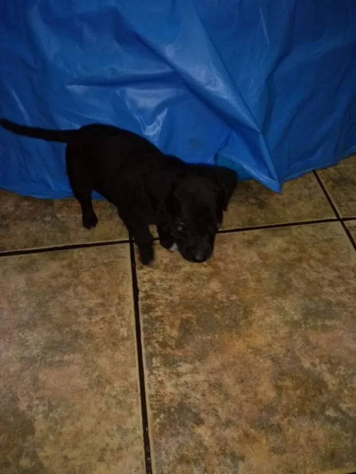Cachorro ra a Não definida idade 2 a 6 meses nome Sem nome
