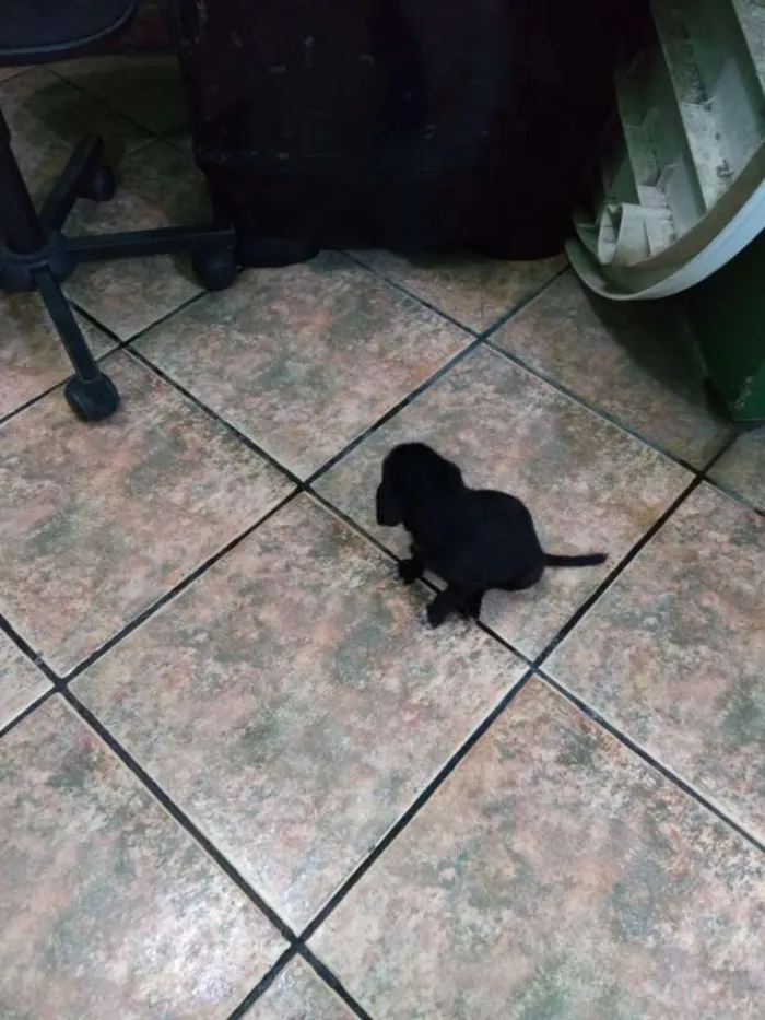Cachorro ra a Não definida idade 2 a 6 meses nome Sem nome