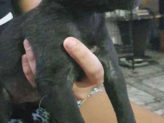 Cachorro ra a Não definida idade 2 a 6 meses nome Sem nome