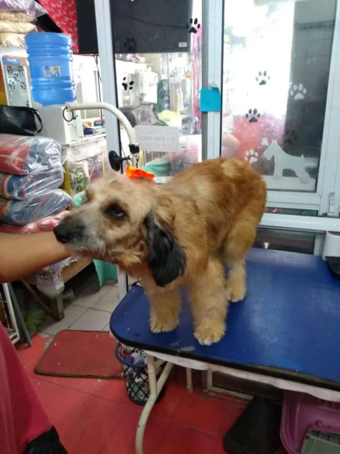 Cachorro ra a srd idade 1 ano nome Belinha