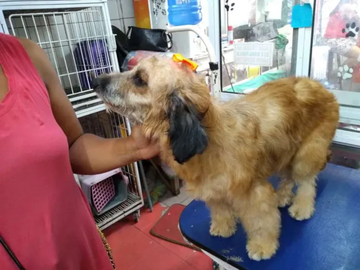 Cachorro ra a srd idade 1 ano nome Belinha