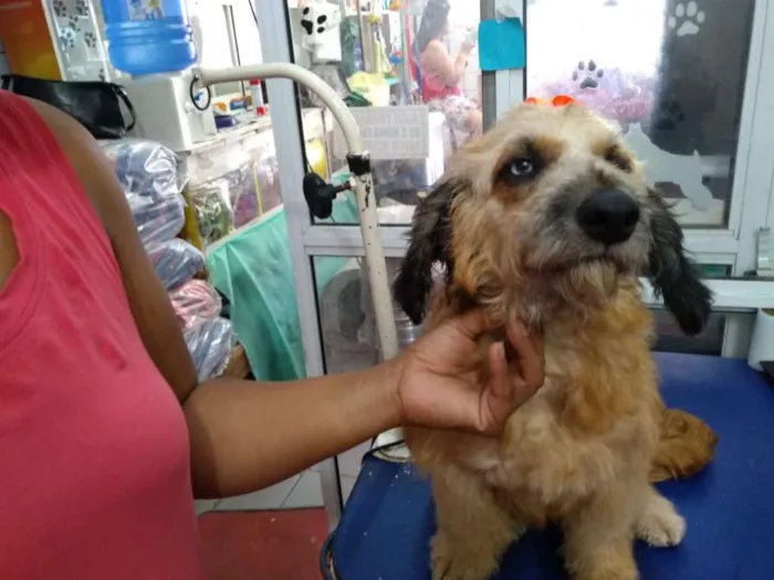 Cachorro ra a srd idade 1 ano nome Belinha