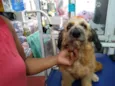 Belinha