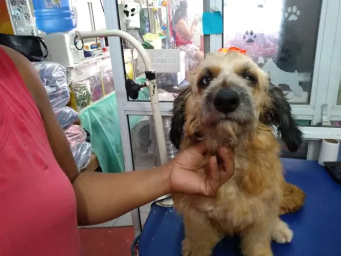 Cachorro ra a srd idade 1 ano nome Belinha