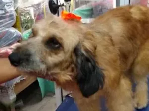 Cachorro raça srd idade 1 ano nome Belinha