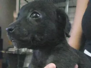 Cachorro raça Não definida idade 2 a 6 meses nome Sem nome