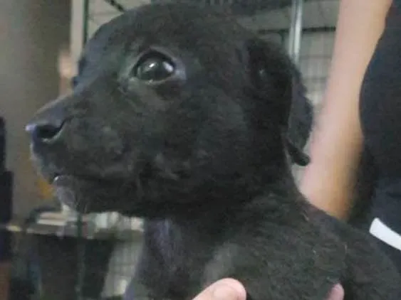 Cachorro ra a Não definida idade 2 a 6 meses nome Sem nome